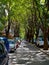 Narrow city street with cars parked on the roadside under the canopy of green trees is flooded with summer afternoon sunlight