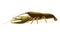 Narrow-clawed crayfish isolated illustration