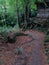 Narrow concrete pathway going down scattered with yellow tamarind leaves surrounded by mossy limestone, trees, and saplings