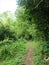 Narrow concrete pathway going to forest with green tropical foliage and tall bamboo