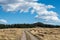 Narrow country dirt road curving through a grassy field towards a pine and spruce forest in New Mexico