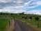 A narrow country road between two farm fields in Ireland in summer. A herd of cows grazing on a green farm pasture. Rustic