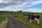 A narrow country road between two farm fields in Ireland in summer. A herd of cows grazing on a green farm pasture. Rustic