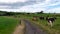 A narrow country road between two farm fields in Ireland in summer. A herd of cows grazing on a green farm pasture. Rustic