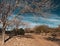 Narrow countryside walkway alongside the naked trees under the blue sky