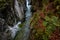 Narrow creek and cliffs covered with autumnal foliage, moss and conifer Rettenbachklamm