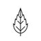 Narrow dentate leaf line icon. botanical, environment and nature symbol. isolated vector image