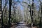 Narrow Dirt Road in Forest of Bare Trees