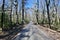 Narrow Dirt Road in Forest of Bare Trees