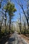 Narrow Dirt Road in Forest of Bare Trees