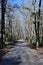 Narrow Dirt Road in Forest of Bare Trees