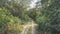 A narrow dirt road runs through the jungle.