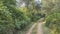 A narrow dirt safari road runs through the jungle.