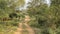 A narrow dirt safari road winds through the jungle.