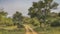 A narrow dirt safari road winds through the jungle.