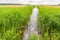 Narrow ditch with reeds