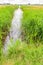 Narrow ditch with reeds and grasses