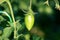 Narrow elongated single green tomato surrounded with leaves in local urban garden