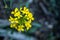 Narrow Focus Of Petals On The Bright Yellow Western Wallflower