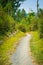 A narrow foot path through the forest clearing