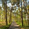 Narrow foot path in pine forest in spring