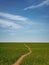 Narrow footpath across a growing wheat green field below a blue sky. Natural spring vertical orientation minimalist background.