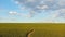 Narrow footpath across a growing wheat green field below a blue sky. Natural spring vertical orientation minimalist background. Pe