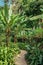 Narrow footpath across tropical lush jungle forest with palms, banana trees