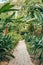 Narrow footpath across tropical lush jungle forest with palms, banana trees