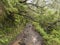 narrow footpath along levada, water irrigation channel with dense tropical forest plants and vegetation. Levada