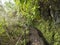 narrow footpath along levada, water irrigation channel with dense tropical forest plants and vegetation. Levada