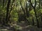 Narrow footpath through laurisilva forest with mossy trees at the Garajonay National Park, La Gomera, Canary Islands