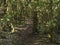 Narrow footpath through laurisilva forest with mossy trees at the Garajonay National Park, La Gomera, Canary Islands