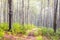 Narrow footpath in the misty beech forest. Mystical autumn mood