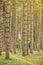 Narrow footpath through pine tree forest