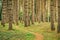 Narrow footpath through pine tree forest