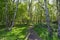 Narrow footpath between tall Silver Birch trees on a bright spring morning