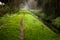 Narrow forest path