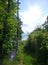 Narrow forest path surrounded by lush vegetation