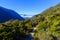 Narrow hike path in alpine forest