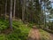 Narrow hiking trail in Black Forest, Germany surrounded by coniferous trees, one of the trees with blue trail marking sign.