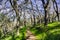 Narrow hiking trail through a forest in Coyote Lake Harvey Bear Ranch County Park