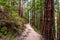 Narrow hiking trail among redwood trees