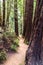 Narrow hiking trail among redwood trees