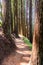 Narrow hiking trail among redwood trees