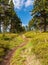 Narrow hiking trail with trees around, bilberry shrubs and blue sky wirth clouds bellow Cervena hora hill in Jeseniky mountains in