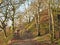 Narrow hillside path in a bright sunlit winter forest surrounded by moss covered rocks and twisted trees