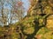 A narrow hillside path in a bright sunlit winter forest surrounded by moss covered rocks and twisted trees