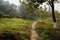 Narrow hillside stone path in weeds of sunny winter morning