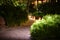 Narrow illuminated trail in a park surrounded by various trees and plants